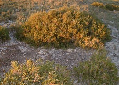 salicornia europaea Arthrocnemum glaucum