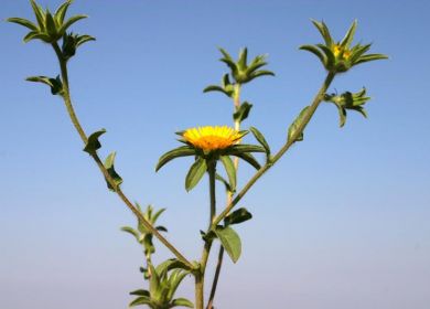 Asterisco spinosoPallenis spinosa