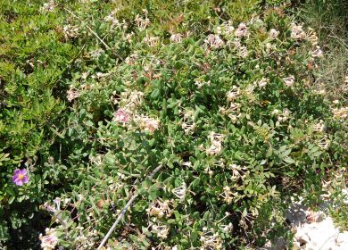 Caprifoglio mediterraneo Lonicera implexa