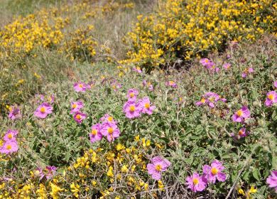 Cisto di creta Cistus creticus