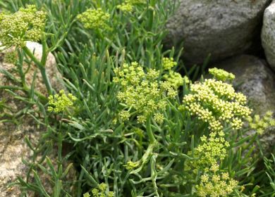 Finocchio di mare crithmum maritimum