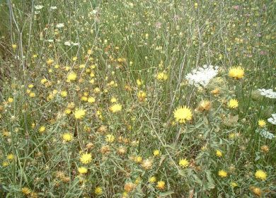 Fiordaliso nizzarda centaurea nicaeensis