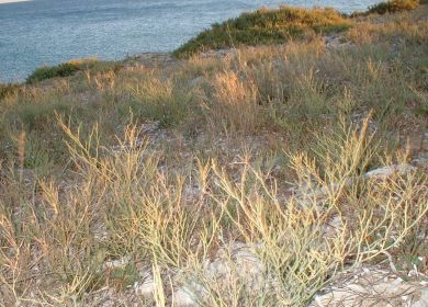 Limonio salentino Limonium japigicum