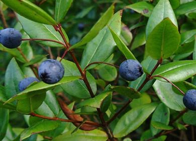 Mirto Myrtus communis