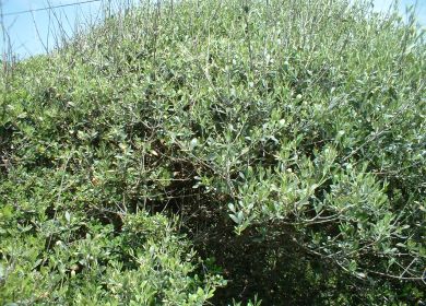 Oleastro Olea europea