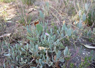 Porcellana di mare Atriplex portulacoides