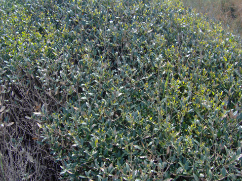 Ilatro Phillyrea latifolia Ilatro Phillyrea latifolia