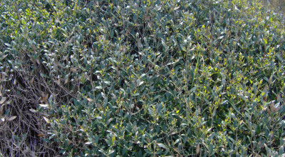 Ilatro Phillyrea latifolia