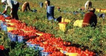 Attività lavorativa nel settore agricolo in condizioni di  esposizione...