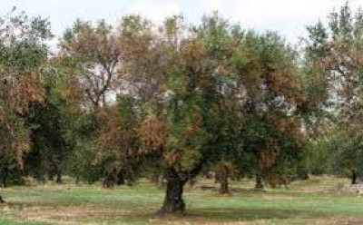 Avviso Pubblico: RICOGNIZIONE dei DANNI causati dalla XYLELLA FASTIDIOSA