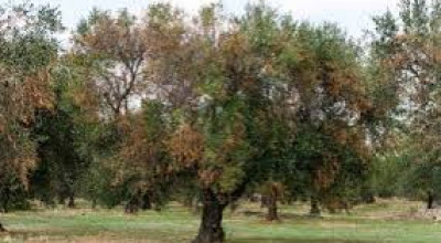 Avviso Pubblico: RICOGNIZIONE dei DANNI causati dalla XYLELLA FASTIDIOSA