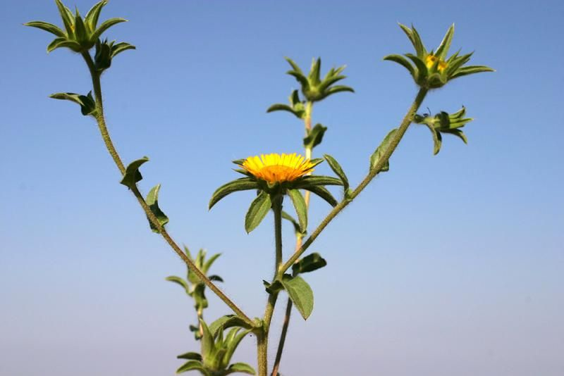 Asterisco spinosoPallenis spinosa