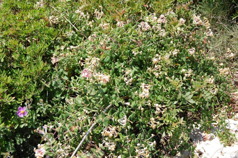 Caprifoglio mediterraneo Lonicera implexa