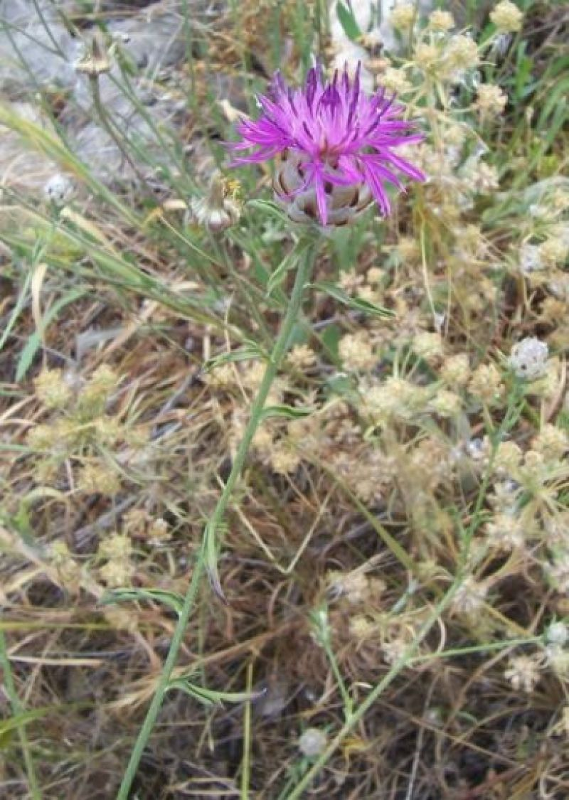 Centaurea deusta