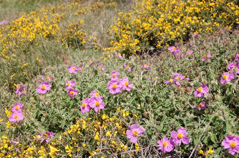 Cisto di creta Cistus creticus