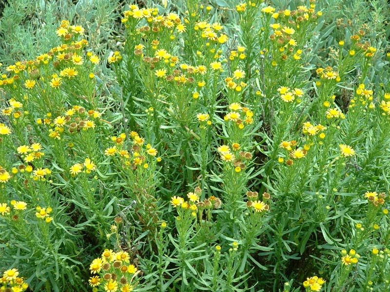 Enula Inula crithmoides