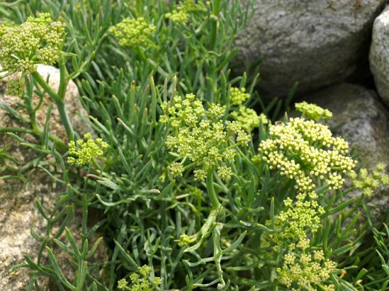 Finocchio di mare crithmum maritimum