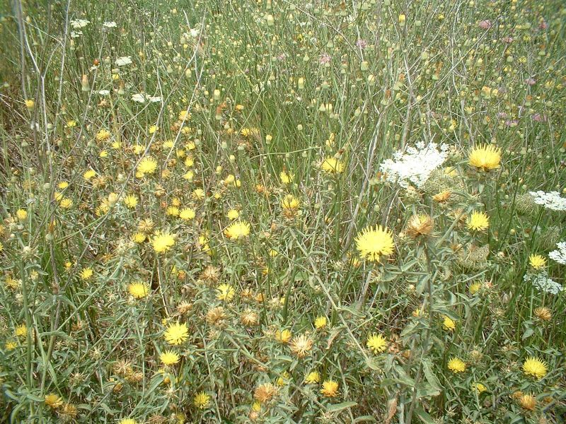 Fiordaliso nizzarda centaurea nicaeensis