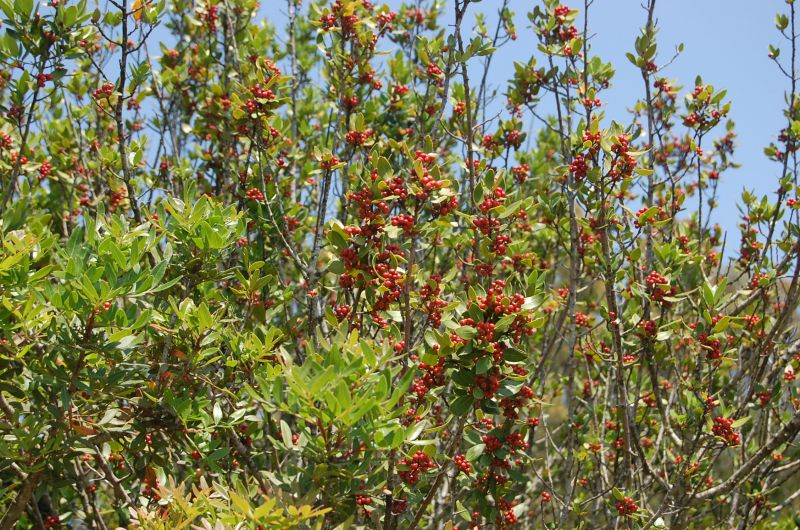 Lentisco Pistacia Lentiscus