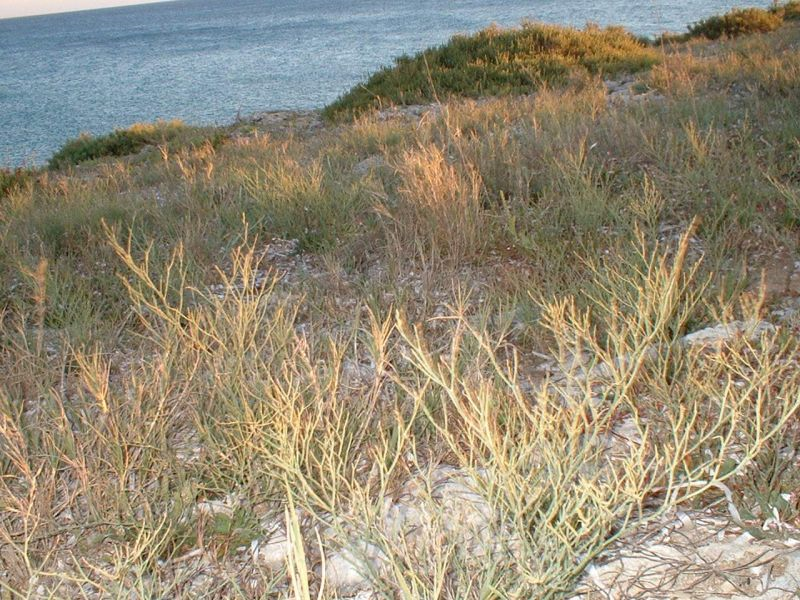 Limonio salentino Limonium japigicum