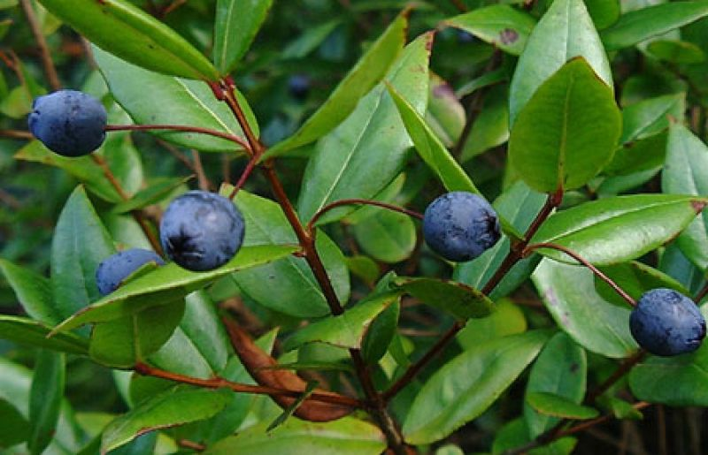 Mirto Myrtus communis