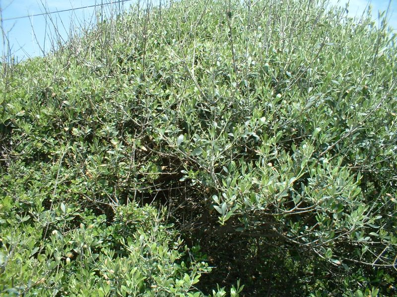 Oleastro Olea europea