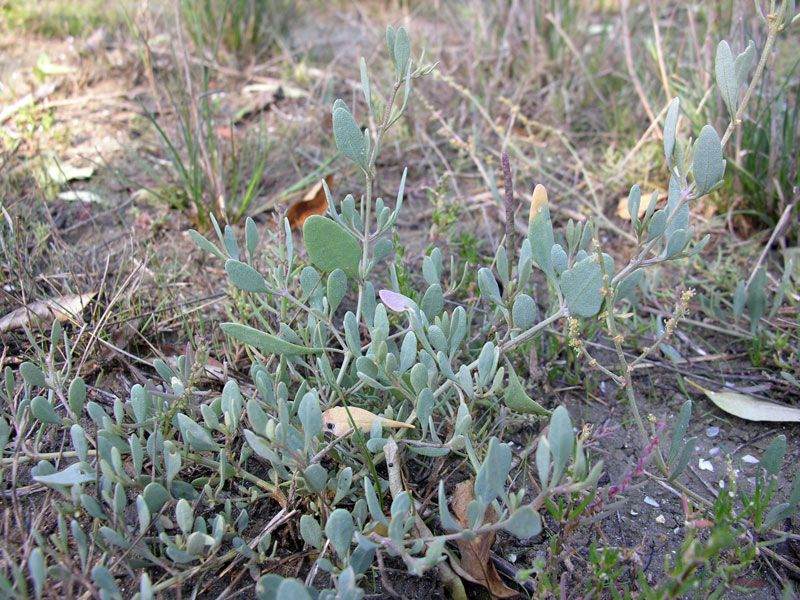 Porcellana di mare Atriplex portulacoides