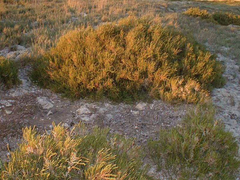 salicornia europaea Arthrocnemum glaucum